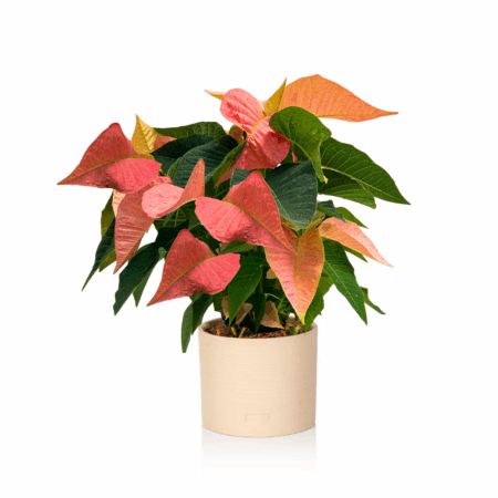 Pink Poinsettias