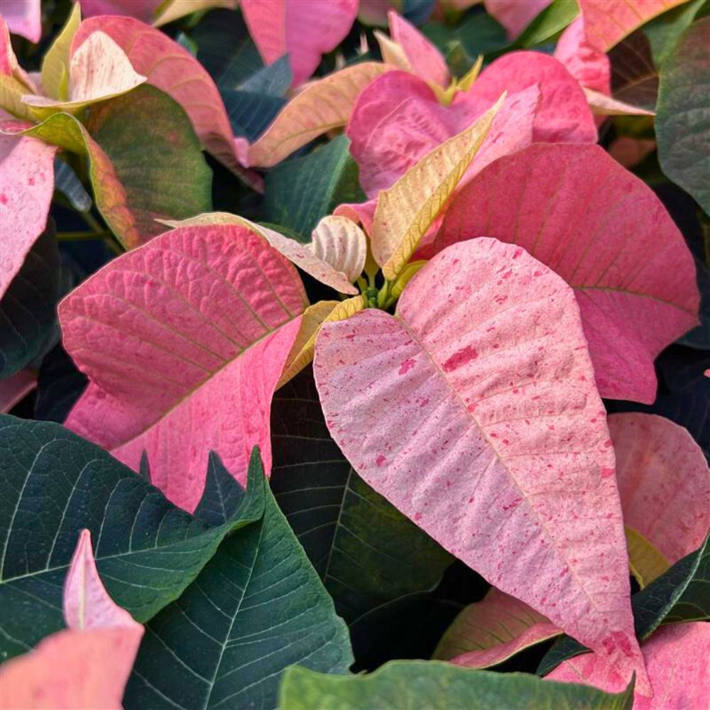 Pink Poinsettias