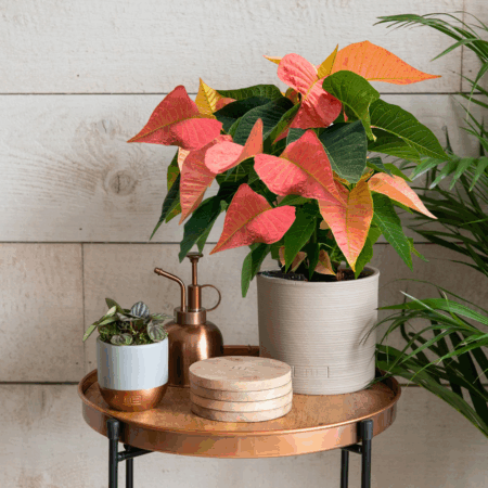 Pink Poinsettia