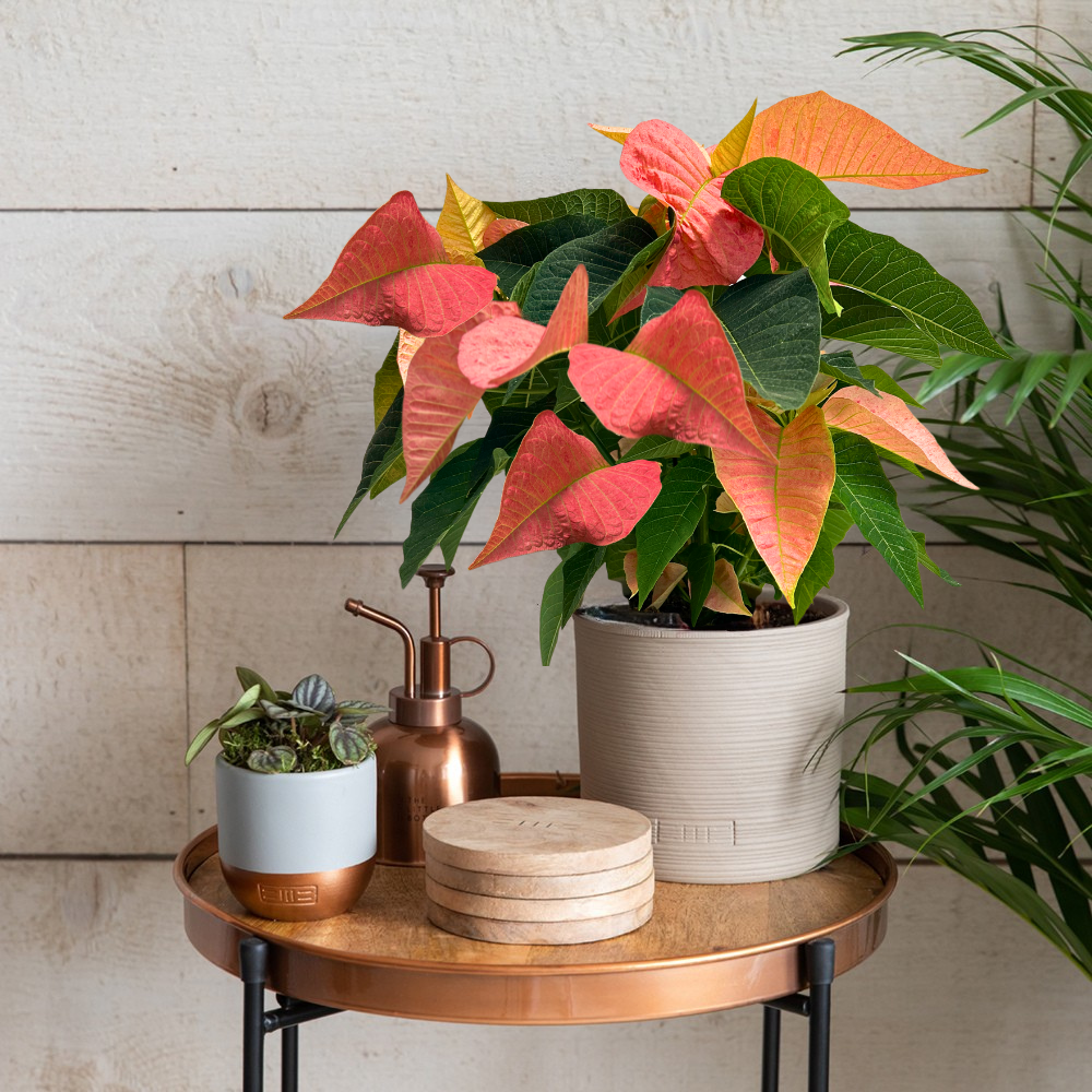 Pink Poinsettias