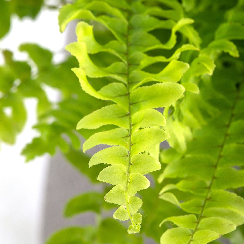 Boston Fern