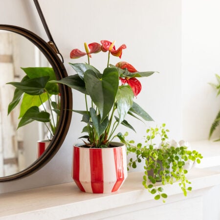 Anthurium in stripey pot