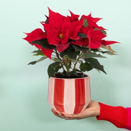 Poinsettia in stripy pot