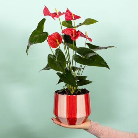 Anthurium in stripey pot