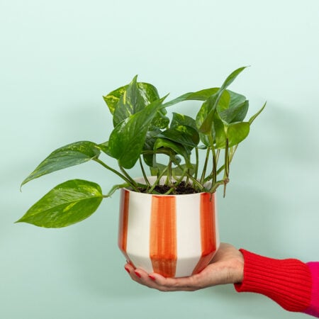 Devil’s Ivy in stripey pot