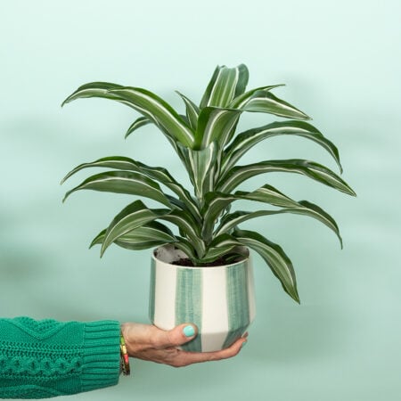 Dracaena in stripey pot