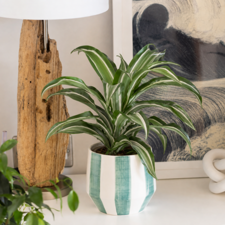 Dracaena in stripey pot