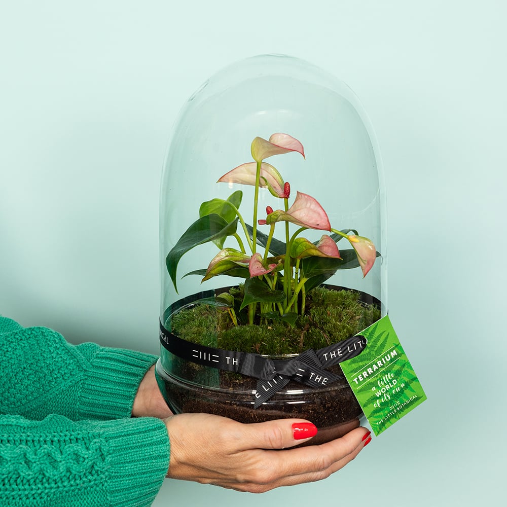 Anthurium Terrarium