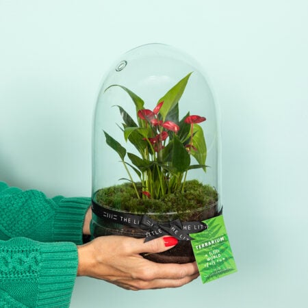 Anthurium Terrarium