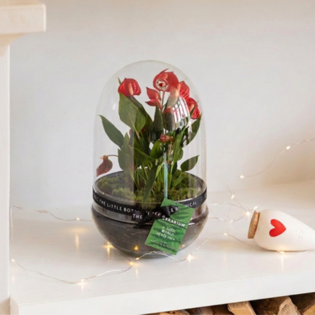 Anthurium Terrarium
