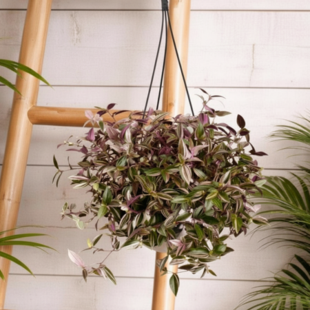 Tradescantia Hanger