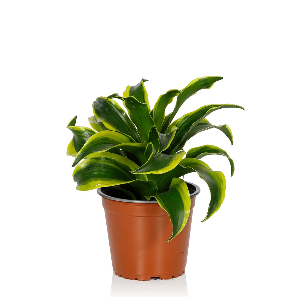 Dracaena Tornado