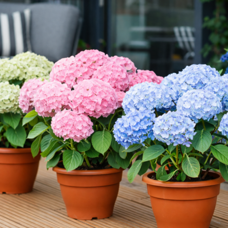 British Grown Hydrangeas