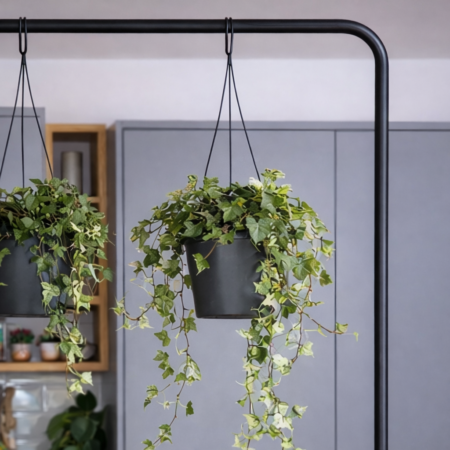 English Ivy Hanger