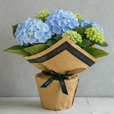 British Grown Gift Wrapped Hydrangea - Blue