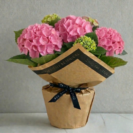 British Grown Gift Wrapped Hydrangea