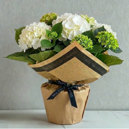 British Grown Gift Wrapped Hydrangea - White