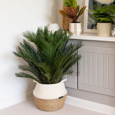 Cycas Revoluta (Japanese Sago Palm)