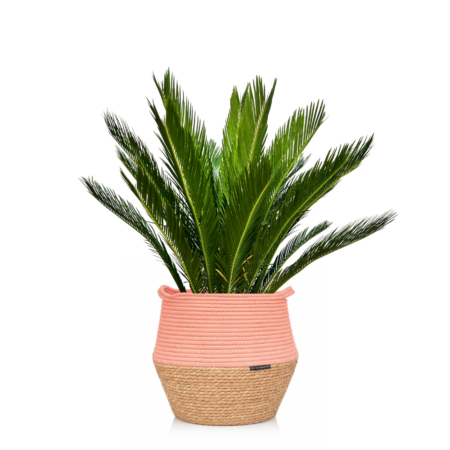 Cycas Revoluta (Japanese Sago Palm)