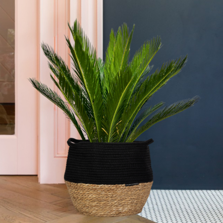 Cycas Revoluta (Japanese Sago Palm)