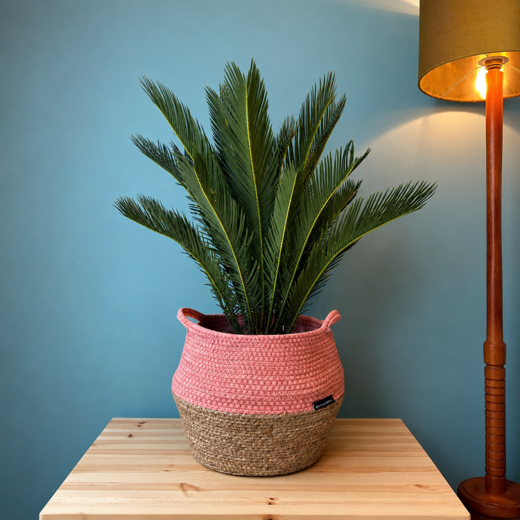 British Grown Cycas revoluta (Japanese Sago Palm) (6)