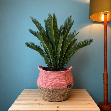 Cycas Revoluta (Japanese Sago Palm)