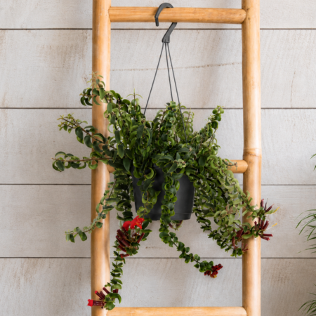 Aeschynanthus Hanger (Lipstick Plant)