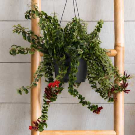 Aeschynanthus Hanger (Lipstick Plant)