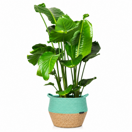 Strelitzia Nicolai (Bird of Paradise) - Extra Large (100-150cm), Green Belly Basket