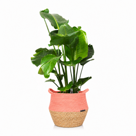 Strelitzia Nicolai (Bird of Paradise) - Extra Large (100-150cm), Orange Belly Basket