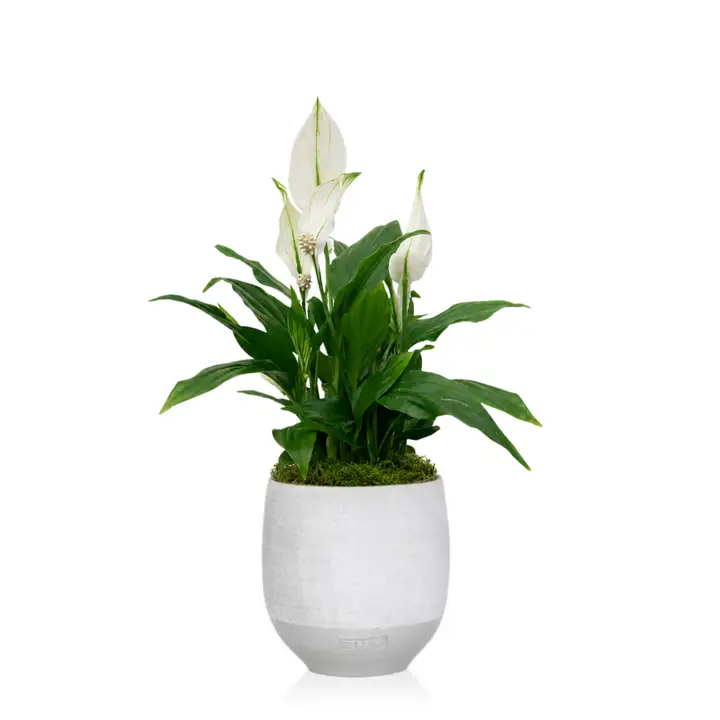 Peace Lily
