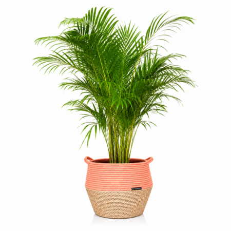 Areca Palm - Extra Large (100-150cm), Orange Belly Basket