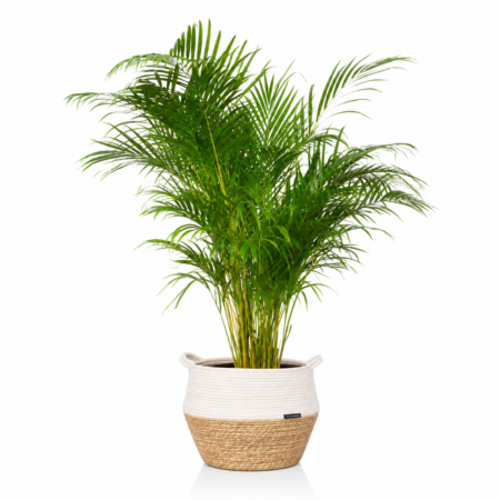 Areca Palm - Extra Large (100-150cm), White Belly Basket