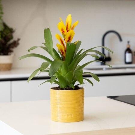 Bromeliad