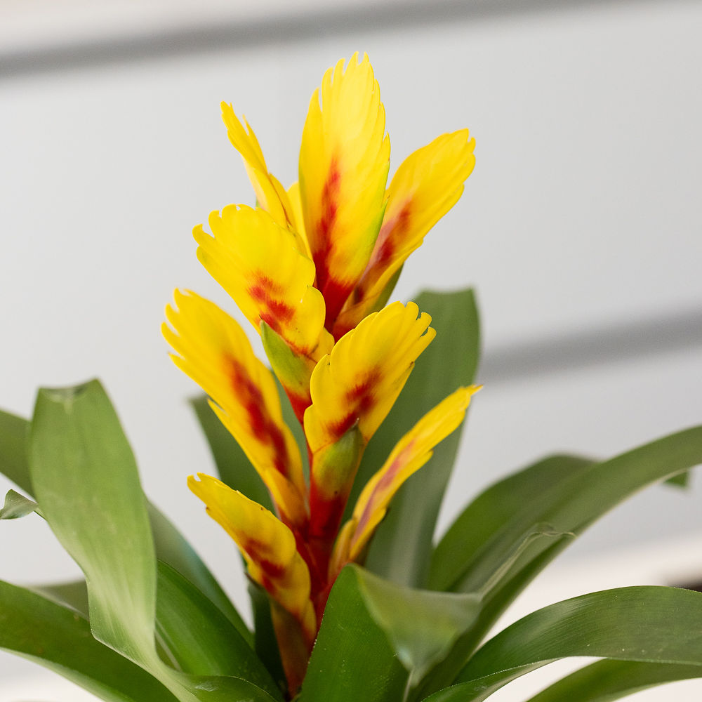 Bromeliad in mix glazed pot