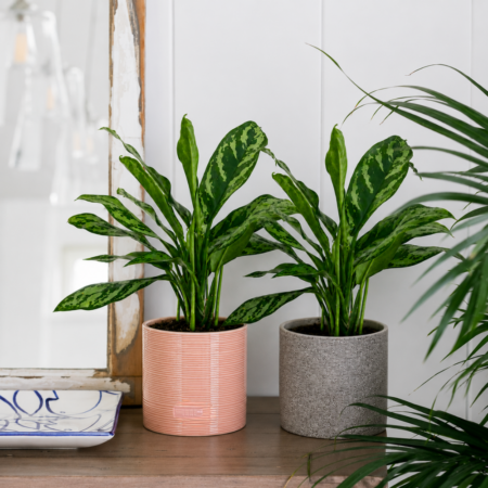 Aglaonema Chinese Evergreen