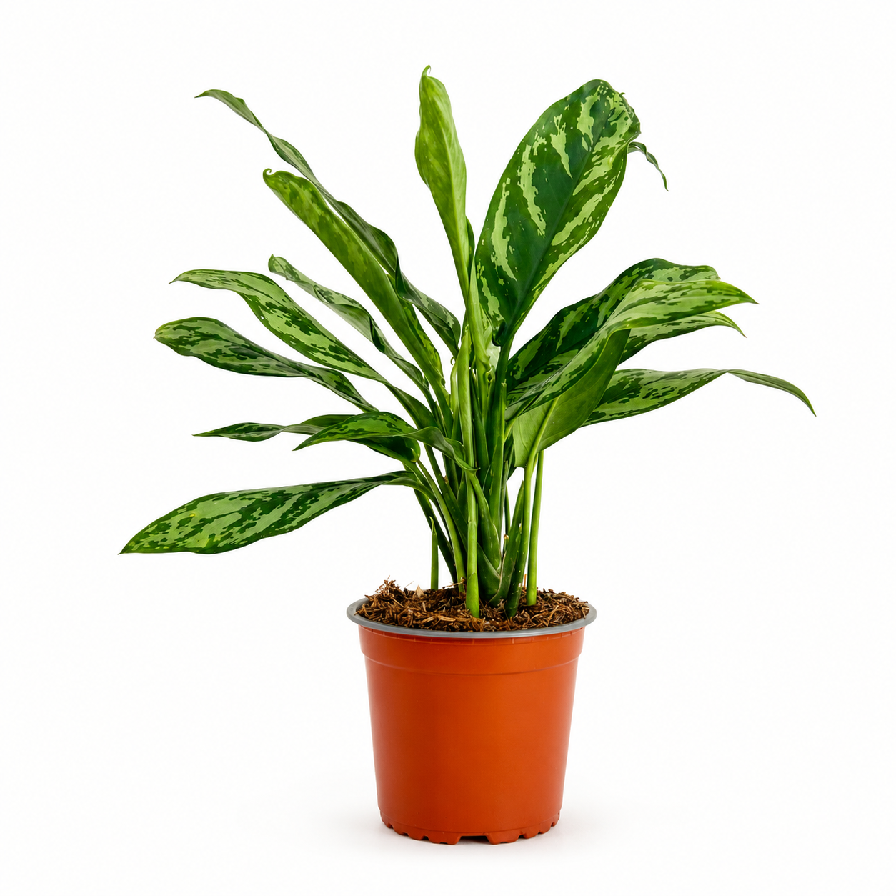 Aglaonema Chinese Evergreen