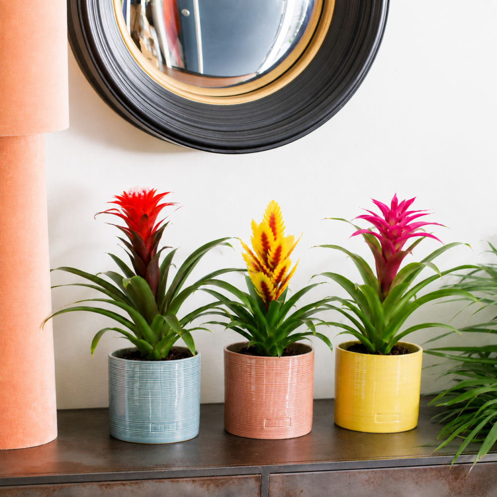 Bromeliad in mix glazed pot