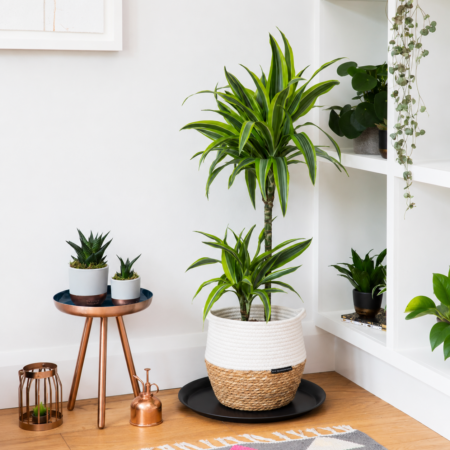 Dracaena Deremensis (Lemon Lime)