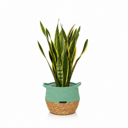 Sansevieria (Snake Plant) - Large (60-65cm), Green Belly Basket