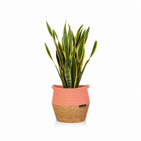 Sansevieria (Snake Plant) - Large (60-65cm), Orange Belly Basket