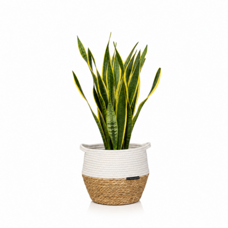 Sansevieria (Snake Plant) - Large (60-65cm), White Belly Basket