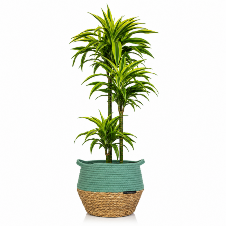 Dracaena Deremensis (Lemon Lime) - Extra Large (100-150cm), Green Belly Basket