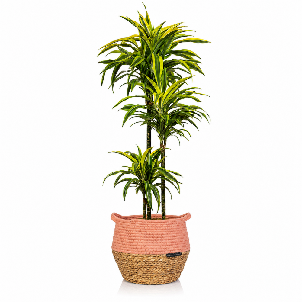 XL Dracaena Lemon and Lime in orange belly basket 1000x1000