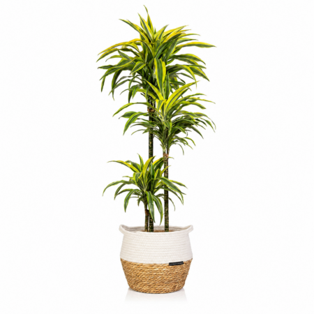 Dracaena Deremensis (Lemon Lime) - Extra Large (100-150cm), White Belly Basket