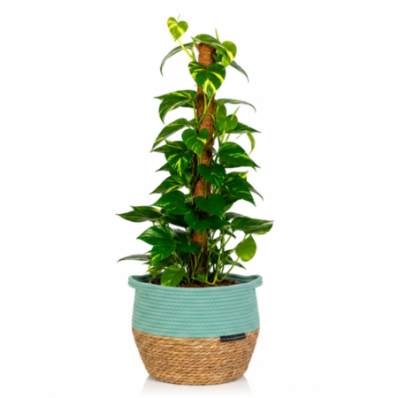 Scindapsus (Moss Pole) - Extra Large (100-150cm), Green Belly Basket