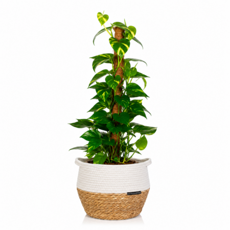 Scindapsus (Moss Pole) - Extra Large (100-150cm), White Belly Basket
