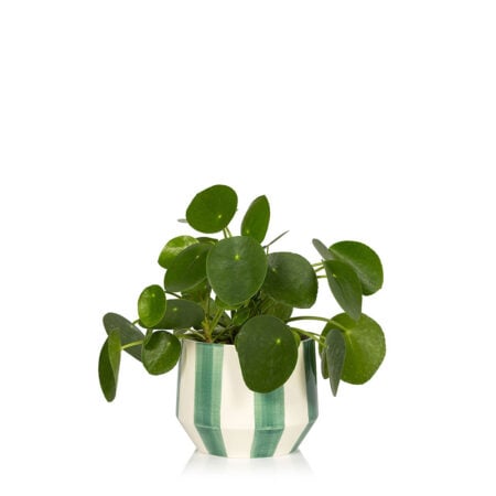 Pilea in green stripey pot