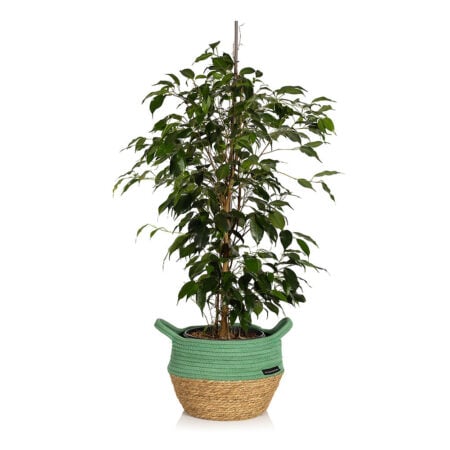 Large Ficus Benjamina
