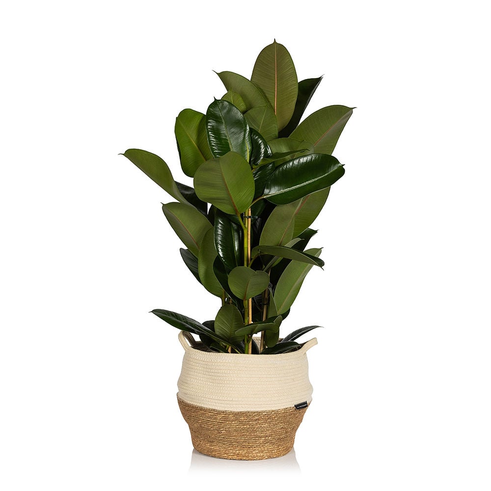 XL Ficus Elastica in White belly basket